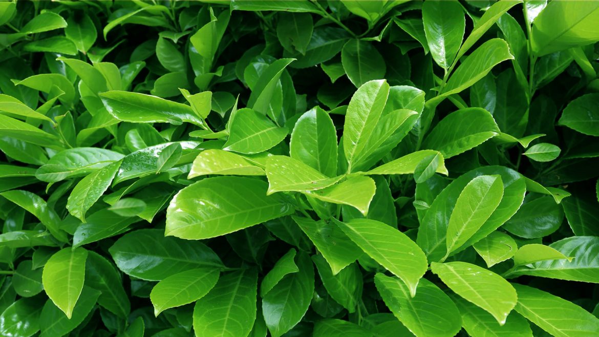 ILEX PARAGUARIENSIS – O CHÁ DO BRASIL